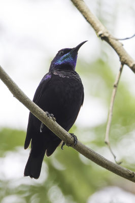 <i class='fa fa-user'></i> Paul van Giersbergen |   Pembahoningzuiger  <i class='fa fa-eye'> 114</i>   <i class='fa fa-comment-o'> 1</i>