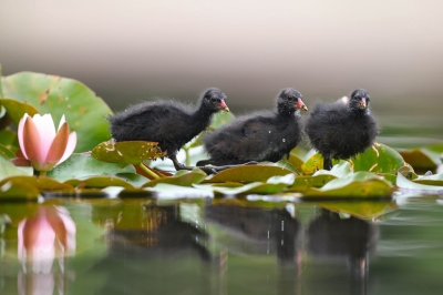 <i class='fa fa-user'></i> Henk Wiebe van der Meulen |   Waterhoen  <i class='fa fa-eye'> 205</i>  <i class='fa fa-thumbs-up'> 6</i>   <i class='fa fa-comment-o'> 8</i>