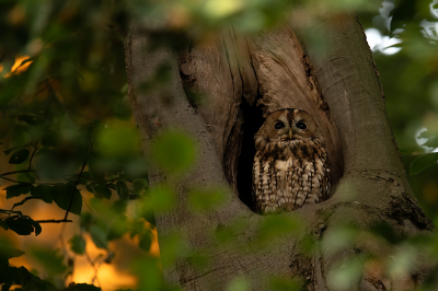 Vogel foto: Strix aluco / Bosuil / Tawny Owl