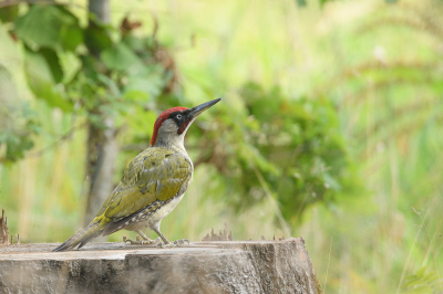 Bird picture: Picus viridis / Groene Specht / European Green Woodpecker