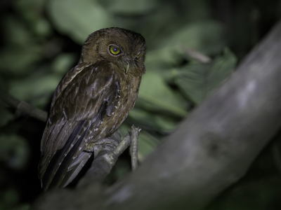 Vogel foto: Otus pembaensis / Pembadwergooruil / Pemba Scops Owl