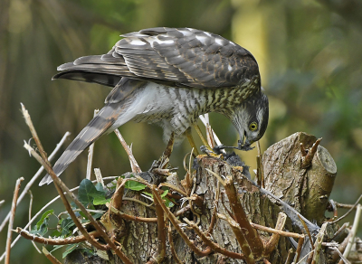Bird picture: Accipiter nisus / Sperwer / Eurasian Sparrowhawk