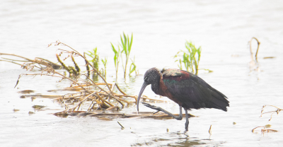 <i class='fa fa-user'></i> PascalK |   Zwarte Ibis  <i class='fa fa-eye'> 86</i>   <i class='fa fa-comment-o'> 17</i>