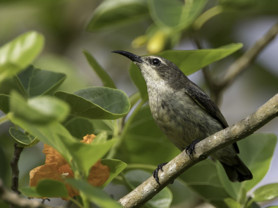 <i class='fa fa-user'></i> Paul van Giersbergen |   Pembahoningzuiger  <i class='fa fa-eye'> 111</i>   <i class='fa fa-comment-o'> 0</i>