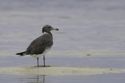 <i class='fa fa-user'></i> Paul van Giersbergen |   Hemprichs Meeuw  <i class='fa fa-eye'> 175</i>  <i class='fa fa-thumbs-up'> 4</i>   <i class='fa fa-comment-o'> 2</i>