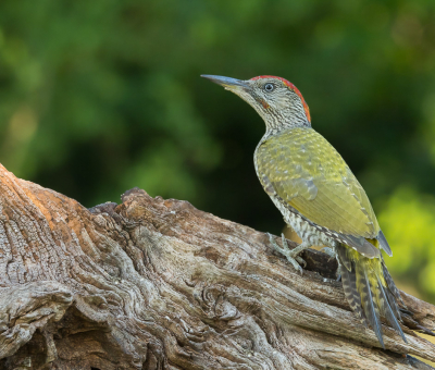 Vogel foto: Picus viridis / Groene Specht / European Green Woodpecker