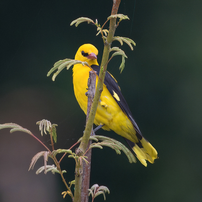 Het is echt niet altijd zo dat wielewalen hoog in de bomen zitten. Dit mannetje landde op een pas aangeplante alwizzia. Hij zit zelfs op het bamboe steunstokje! Het boompje is nog geen meter hoog. Vogel ziet er top uit, dat is eind juli wel anders. Wielewalen werken keihard om hun jongen groot te brengen