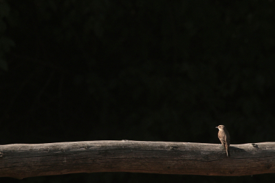 Bird picture: Muscicapa striata / Grauwe Vliegenvanger / Spotted Flycatcher