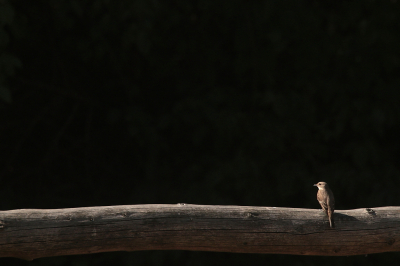 Op een veldje naast onze kampeerplaats zaten best leuke vogels. Grauwe vliegenvanger, grote lijster, boompieper en zelfs een keer een draaihals. Het was dus een leuk tijdverblijf om me met camera aan de rand op te stellen en af te wachten.