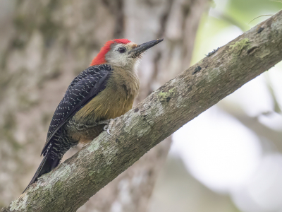 Vogel foto: Melanerpes radiolatus / Jamaicaspecht / Jamaican Woodpecker