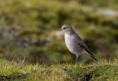 <i class='fa fa-user'></i> charlysax |   Klifgrondtiran  <i class='fa fa-eye'> 105</i>  <i class='fa fa-thumbs-up'> 2</i>   <i class='fa fa-comment-o'> 1</i>