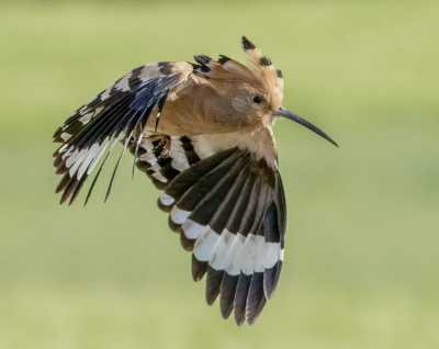 deze hop had het druk met het voederen van de jongen in het nest
hier ging hij weer op zoek naar voedsel