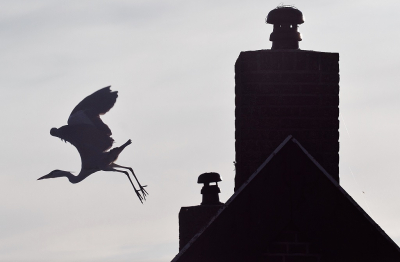 <i class='fa fa-user'></i> Fons Hoiting |   Blauwe Reiger  <i class='fa fa-eye'> 202</i>  <i class='fa fa-thumbs-up'> 16</i>   <i class='fa fa-comment-o'> 10</i>