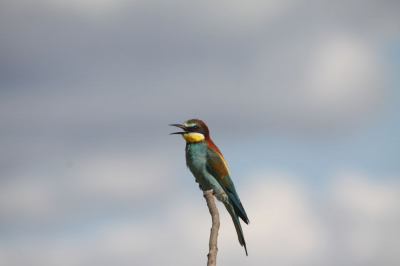 Langs de oever van de Allier, op een omgevallen boom kwam deze bijeneter poseren.