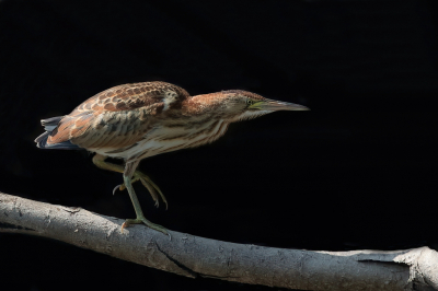 Bird picture: Ixobrychus minutus / Woudaap / Little Bittern