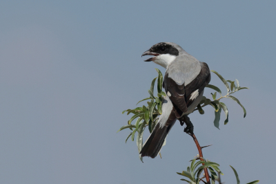 Bird picture: Lanius minor / Kleine Klapekster / Lesser Grey Shrike