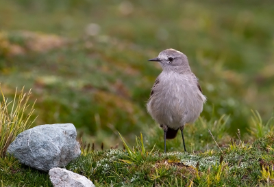 <i class='fa fa-user'></i> charlysax |   Geelnekgrondtiran  <i class='fa fa-eye'> 120</i>  <i class='fa fa-thumbs-up'> 1</i>   <i class='fa fa-comment-o'> 1</i>