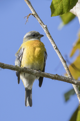 <i class='fa fa-user'></i> Paul van Giersbergen |   Jamaicaanse Spindalis  <i class='fa fa-eye'> 95</i>   <i class='fa fa-comment-o'> 0</i>