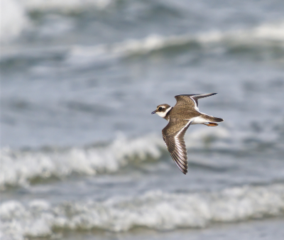 Bird picture: Charadrius hiaticula / Bontbekplevier / Common Ringed Plover