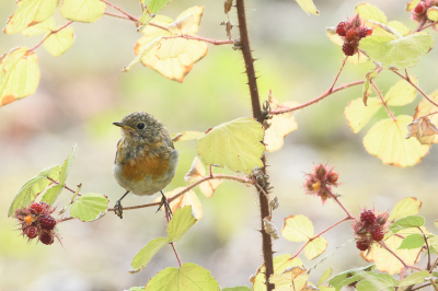 <i class='fa fa-user'></i> Wil Doorn-Meijne |   Roodborst  <i class='fa fa-eye'> 228</i>  <i class='fa fa-thumbs-up'> 19</i>   <i class='fa fa-comment-o'> 15</i>