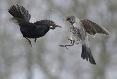 <i class='fa fa-user'></i> Gejo Wassink | Kramsvogel  <i class='fa fa-eye'> 329</i>  <i class='fa fa-thumbs-up'> 8</i>   <i class='fa fa-comment-o'> 3</i>