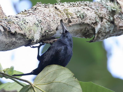 Bird picture: Nesopsar nigerrimus / Jamaicaanse Troepiaal / Jamaican Blackbird