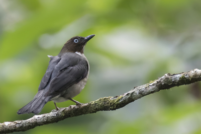 <i class='fa fa-user'></i> Paul van Giersbergen |   Witooglijster  <i class='fa fa-eye'> 102</i>  <i class='fa fa-thumbs-up'> 1</i>   <i class='fa fa-comment-o'> 1</i>