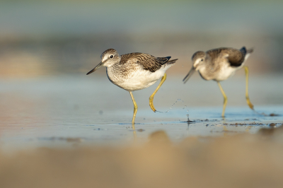 <i class='fa fa-user'></i> Vincent Vuik |   Groenpootruiter  <i class='fa fa-eye'> 294</i>  <i class='fa fa-thumbs-up'> 9</i>   <i class='fa fa-comment-o'> 6</i>