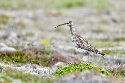 In de buurt van het vliegveld op het schiereiland Reykjanes.
Uit de hand, zittend op de grond.

Meer uit deze serie via https://www.jaapvuijk.nl/een-vlucht-regenwulpen/