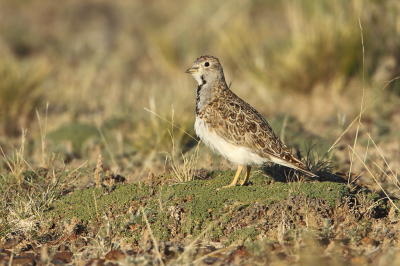 <i class='fa fa-user'></i> Martjan Lammertink |   Patagonische Kwartelsnip  <i class='fa fa-eye'> 160</i>  <i class='fa fa-thumbs-up'> 5</i>   <i class='fa fa-comment-o'> 3</i>