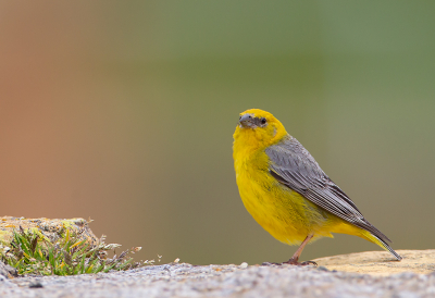 <i class='fa fa-user'></i> charlysax |   Grijsrugsaffraangors  <i class='fa fa-eye'> 134</i>  <i class='fa fa-thumbs-up'> 6</i>   <i class='fa fa-comment-o'> 3</i>