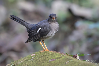 <i class='fa fa-user'></i> Paul van Giersbergen |   Witkinlijster  <i class='fa fa-eye'> 109</i>   <i class='fa fa-comment-o'> 2</i>