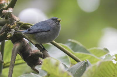 <i class='fa fa-user'></i> Paul van Giersbergen |   Jamaicaanse Organist  <i class='fa fa-eye'> 108</i>   <i class='fa fa-comment-o'> 0</i>