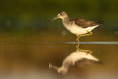 <i class='fa fa-user'></i> Vincent Vuik |   Groenpootruiter  <i class='fa fa-eye'> 334</i>  <i class='fa fa-thumbs-up'> 25</i>   <i class='fa fa-comment-o'> 10</i>