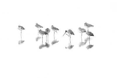 <i class='fa fa-user'></i> Hans Overduin |   Grutto  <i class='fa fa-eye'> 280</i>  <i class='fa fa-thumbs-up'> 17</i>   <i class='fa fa-comment-o'> 10</i>