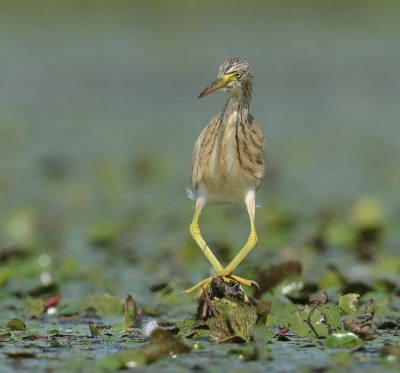 Er zijn al een heleboel ralreigers voorbij gekomen afgelopen maand en weet niet of mijn serie nog wel een aanvulling is maar voor mij de eerste keer dat ik ze in t echt gezien heb.
Dezen in een iets andere setting en pose.