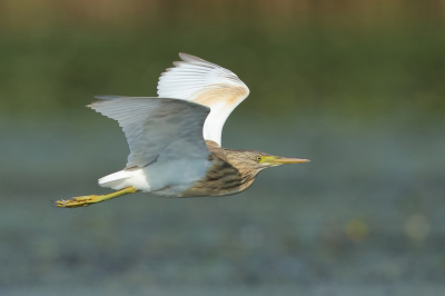 Ook een vliegbeeld kunnen maken van deze juveniele ralreiger, lastig als ze zo ineens opvliegen en de volle zon staat erop. met die witte wappers heb je m gauw overbelicht.