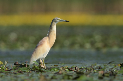 Wat een waterrijk gebied dat tisza to meer, met al zijn nauwe doorgangetjes slootjes waar je maar net met de boot doorheen kan.
Door de droogte konden we niet alle plekjes bij langs maar dit was toch wel het mooiste plekje met al die waterplanten. 
Hier waren dan ook veel ralreigers kwakken kleine aalscholvers purperreigers.
genieten.