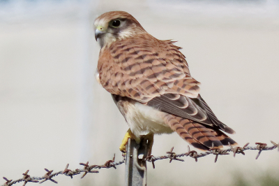 Deze Torenvalk zat op het hek van de botenloods aan de duinkant van de jachthaven van IJmuiden. De foto is wat krap gekaderd, de reden is dat vlak boven de kop van de vogel 2 donkere getraliede ramen zitten die afbreuk doen aan de foto. Het is een vrouwtje.