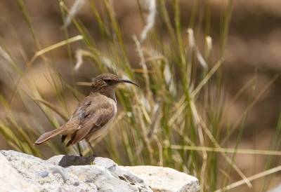 <i class='fa fa-user'></i> charlysax |   Bruinborstaardkruiper  <i class='fa fa-eye'> 137</i>  <i class='fa fa-thumbs-up'> 2</i>   <i class='fa fa-comment-o'> 1</i>