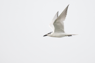 <i class='fa fa-user'></i> Hans Overduin |   Lachstern  <i class='fa fa-eye'> 236</i>  <i class='fa fa-thumbs-up'> 2</i>   <i class='fa fa-comment-o'> 4</i>