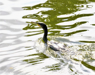 <i class='fa fa-user'></i> hesterb |   Aalscholver  <i class='fa fa-eye'> 95</i>   <i class='fa fa-comment-o'> 17</i>