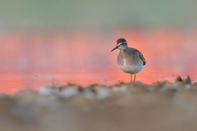 <i class='fa fa-user'></i> Vincent Vuik |   Bosruiter  <i class='fa fa-eye'> 304</i>  <i class='fa fa-thumbs-up'> 13</i>   <i class='fa fa-comment-o'> 10</i>