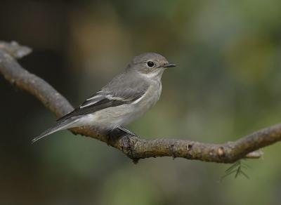 <i class='fa fa-user'></i> henkdikkers |   Bonte Vliegenvanger  <i class='fa fa-eye'> 247</i>  <i class='fa fa-thumbs-up'> 19</i>   <i class='fa fa-comment-o'> 9</i>