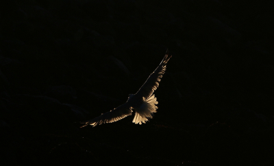 <i class='fa fa-user'></i> Ruben de Bruijn |   Zilvermeeuw  <i class='fa fa-eye'> 104</i>  <i class='fa fa-thumbs-up'> 1</i>   <i class='fa fa-comment-o'> 18</i>