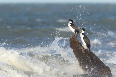 <i class='fa fa-user'></i> Martjan Lammertink |   Keizeraalscholver  <i class='fa fa-eye'> 233</i>  <i class='fa fa-thumbs-up'> 8</i>   <i class='fa fa-comment-o'> 6</i>
