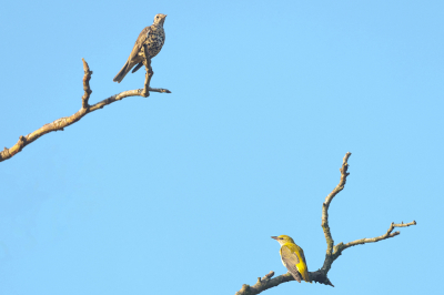 Bird picture: Oriolus oriolus / Wielewaal / Eurasian Golden Oriole