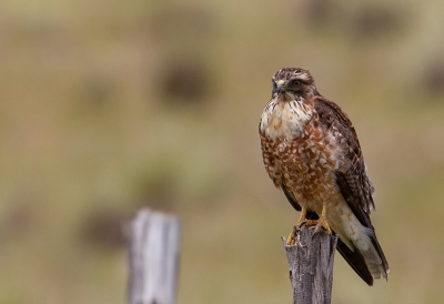 <i class='fa fa-user'></i> charlysax |   Roodrugbuizerd  <i class='fa fa-eye'> 190</i>  <i class='fa fa-thumbs-up'> 7</i>   <i class='fa fa-comment-o'> 4</i>