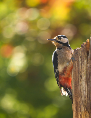 <i class='fa fa-user'></i> Truus Aletta Maan |   Grote Bonte Specht  <i class='fa fa-eye'> 82</i>  <i class='fa fa-thumbs-up'> 3</i>   <i class='fa fa-comment-o'> 16</i>