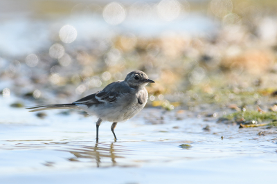 <i class='fa fa-user'></i> Wil Doorn-Meijne |   Witte Kwikstaart  <i class='fa fa-eye'> 85</i>   <i class='fa fa-comment-o'> 16</i>